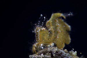 Algae shrimp/Anilao/Canon 5D4, 100mm macro lens, Nauticam... by Yuping Chen 